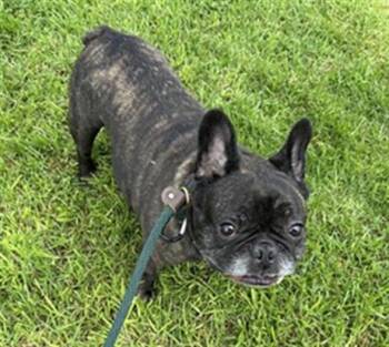 RUBBLE -  French Bulldog and Mixed Breed Dog for Adoption in Camarillo, California - RUBBLE | PetCurious