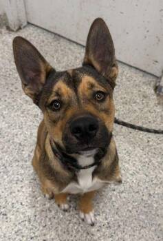 Huey -  German Shepherd Dog and Mixed Breed Dog Available for Adoption in Kansas City, Missouri - Huey | PetCurious