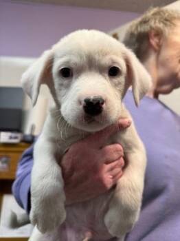 Mixed Breed Dogs Available for Adoption in West Chester, Pennsylvania - Nico | PetCurious