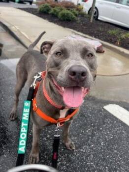 Chappell -  Labrador Retriever and Mixed Breed Dog for Adoption in Atlanta, Georgia - Chappell | PetCurious