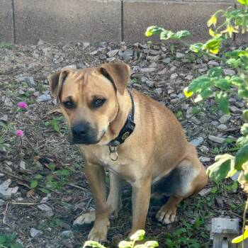 Rescue Boxer and Labrador Retriever Dogs for Adoption in Phoenix, Arizona - Cowboy | PetCurious