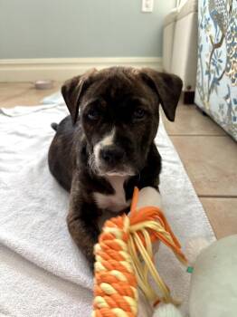 Labrador Retriever and Pit Bull Terrier Dogs Available for Adoption - Toby | PetCurious