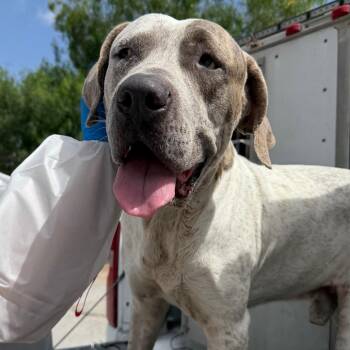 Tuffy -  Pit Bull Terrier and Mixed Breed Dog for Adoption in Edinburg, Texas - Tuffy | PetCurious