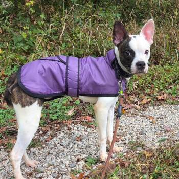 Rescue Boston Terrier Dogs for Adoption in Richmond, Virginia - Balto | PetCurious