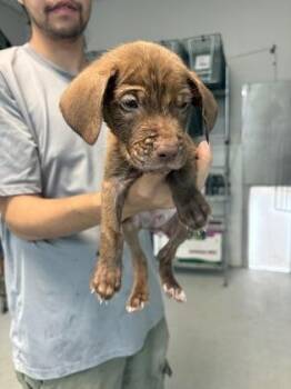Garnet -  Mixed Breed Dog for Adoption in Savannah, Georgia - Garnet | PetCurious