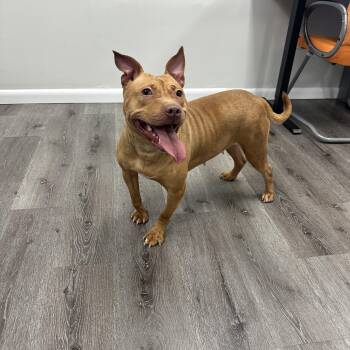 Rescue Pit Bull Terrier Dogs for Adoption in Trenton, New Jersey - Martha | PetCurious