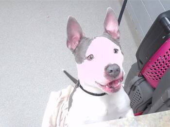 Bull Terrier and Mixed Breed Dogs Available for Adoption - NIBBLER | PetCurious