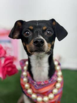 Mermaid-One of our Amazing Rescue Dogs -  Rat Terrier and Chihuahua Dog for Adoption in Carlsbad, California - Mermaid-One Of Our Amazing Rescue Dogs | PetCurious
