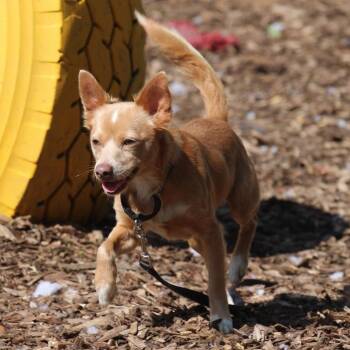 Chihuahua Dogs Available for Adoption in Briarcliff Manor, New York - Thor | PetCurious