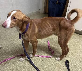 Portuguese Podengo Dogs Available for Adoption - Bonnie (FOSTER Or Adopter Needed) | PetCurious