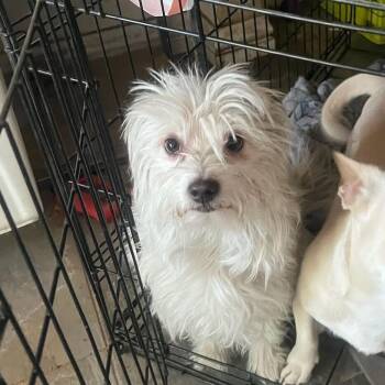 Terrier Dogs Available for Adoption in Las Vegas, Nevada - Peanut Butter | PetCurious