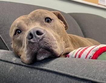 MISS FLO NOMO -  Pit Bull Terrier Dog for Adoption in Peoria, Illinois - MISS FLO NOMO | PetCurious