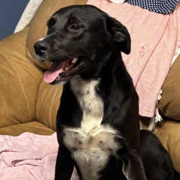 Rescue Border Collie and Labrador Retriever Dogs for Adoption in Hackett, Arkansas - Johny | PetCurious