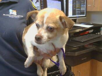 Chihuahua and Mixed Breed Dogs Available for Adoption in Sacramento, California - MARY ANNE | PetCurious