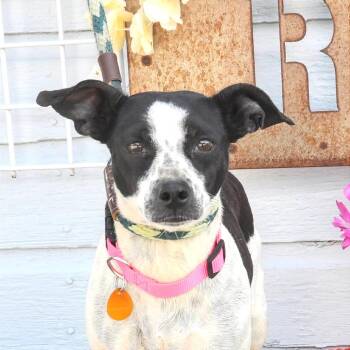 Laurel -  Rat Terrier and Chihuahua Dog for Adoption in Prescott, Arizona - Laurel | PetCurious