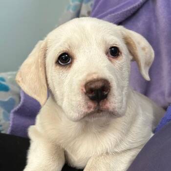 Labrador Retriever and American Foxhound Dogs Available for Adoption - Diamond Gem | PetCurious