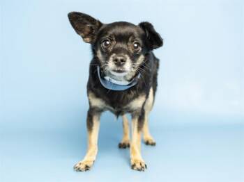 PONGO -  Chihuahua Dog for Adoption in Phoenix, Arizona - PONGO | PetCurious