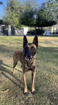 Belgian Shepherd Malinois Dogs Available for Adoption - SHELDON | PetCurious