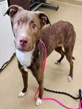 ADDISON -  Labrador Retriever and Pit Bull Terrier Dog for Adoption in Derwood, Maryland - ADDISON | PetCurious