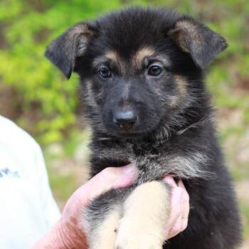 Shepherd and Mixed Breed Dogs Available for Adoption in Stormville, New York - CT Acadia | PetCurious