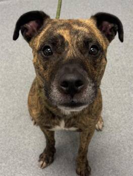 RICKY -  Pit Bull Terrier Dog for Adoption in Indianapolis, Indiana - RICKY | PetCurious