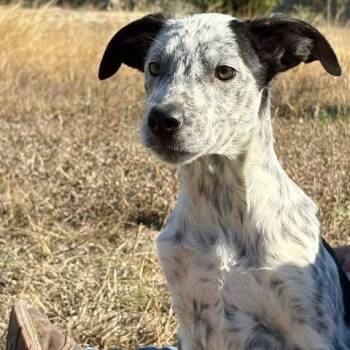 Australian Cattle Dog Blue Heeler Dogs Available for Adoption - Boo | PetCurious