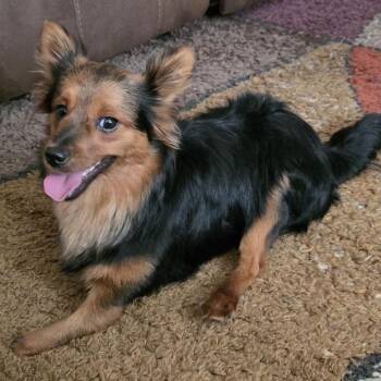 Remington -  Pomeranian and Mixed Breed Dog for Adoption in Brownsboro, Alabama - Remington | PetCurious
