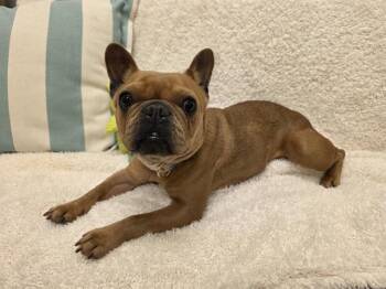 French Bulldog Dogs Available for Adoption - FIONA | PetCurious
