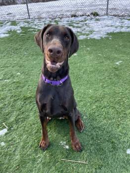 Rescue Doberman Pinscher Dogs for Adoption in Oakland, New Jersey - Luna | PetCurious