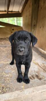 Opie -  Labrador Retriever and Bulldog Dog for Adoption in Kannapolis, North Carolina - Opie | PetCurious