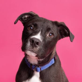 Rescue Mixed Breed Dogs for Adoption in Franklin, Tennessee - Blitz | PetCurious