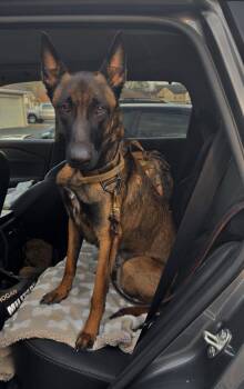 Louis -  Belgian Shepherd Malinois Dog for Adoption in Houston, Texas - Louis | PetCurious