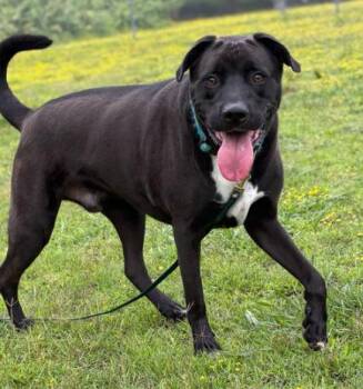 Rescue Boxer and German Shepherd Dog Dogs for Adoption in Virginia Beach, Virginia - 179238 Bolt (Off Site Foster) | PetCurious