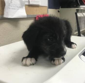 Border Collie and Labrador Retriever Dogs Available for Adoption in Conroe, Texas - KAM | PetCurious