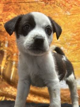 Rescue Shepherd and Mixed Breed Dogs for Adoption in San Antonio, Texas - Albert | PetCurious