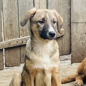 Mixed Breed Dogs Available for Adoption - Robbie | PetCurious