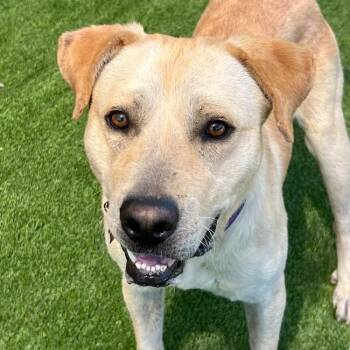 Labrador Retriever Dogs Available for Adoption in San Diego, California - Carson | PetCurious