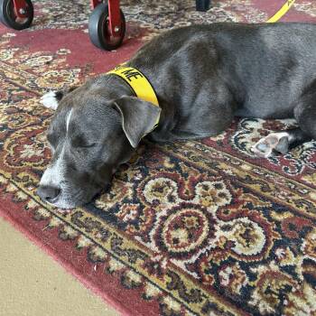 Galloway -  Pit Bull Terrier Dog for Adoption in Norman, Oklahoma - Galloway | PetCurious