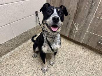 Pit Bull Terrier and Mixed Breed Dogs Available for Adoption in Colorado Springs, Colorado - TRAIN CONDUCTOR | PetCurious