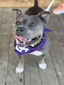 Rescue Terrier Dogs for Adoption in Euless, Texas - Bindi | PetCurious