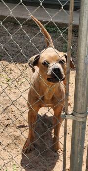 Rescue Pit Bull Terrier and Mixed Breed Dogs for Adoption in Tyler, Texas - Chong | PetCurious