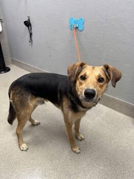 ONO -  German Shepherd Dog and Treeing Walker Coonhound Dog for Adoption in Las Vegas, Nevada - ONO | PetCurious