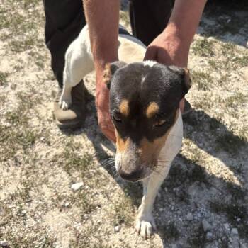 Charlie -  Jack Russell Terrier Dog for Adoption in Normal, Illinois - Charlie | PetCurious