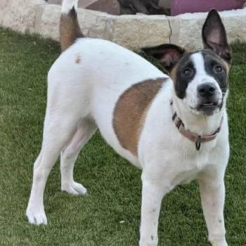 Belgian Shepherd Malinois Dogs Available for Adoption - Rosie | PetCurious