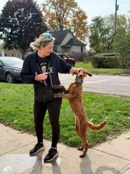 Apricot -  Golden Retriever Dog for Adoption in Bloomfield Hills, Michigan - Apricot | PetCurious