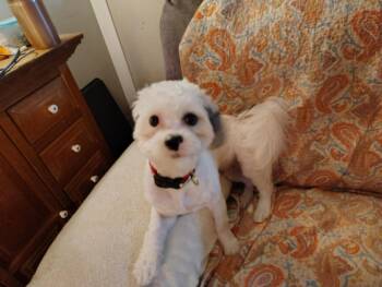 Rescue Lhasa Apso and Shih Tzu Dogs for Adoption in VERNON ROCKVL, Connecticut - Courtesy Post - Rocket | PetCurious