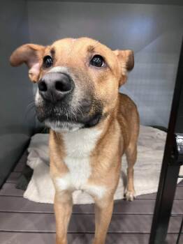 Wells -  Shepherd Dog for Adoption in Richmond, Kentucky - Wells | PetCurious