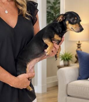 Meadow -  Miniature Dachshund Dog for Adoption in Tifton, Georgia - Meadow | PetCurious