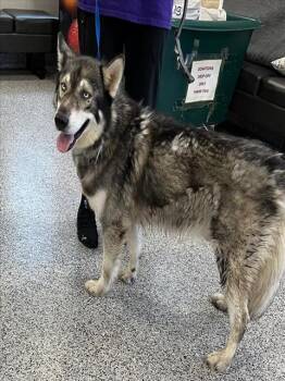 LOBO -  Siberian Husky Dog for Adoption in Palmetto, Florida - LOBO | PetCurious