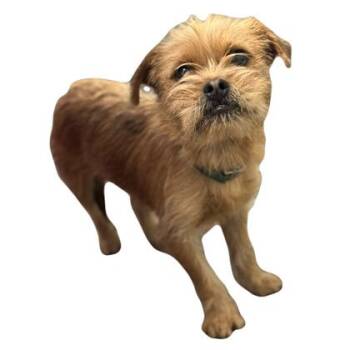 Pringle -  Brussels Griffon Dog for Adoption in Red Bluff, California - Pringle | PetCurious